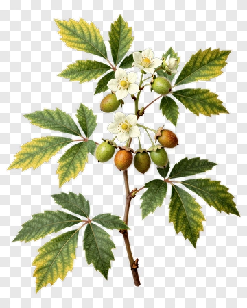Flowering Branch With Leaves And Fruit PNG