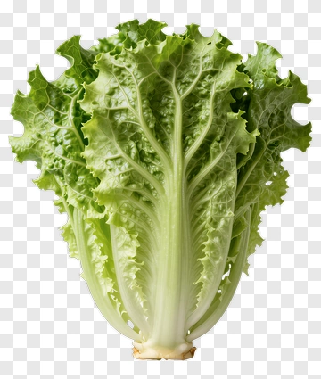 Fresh Green Lettuce PNG