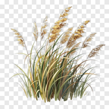 Tall Grass With Golden Blades PNG