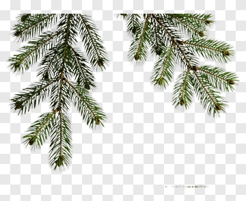 Pine Tree Branches PNG