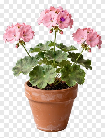 Pink Flowering Plant In Terracotta Pot PNG