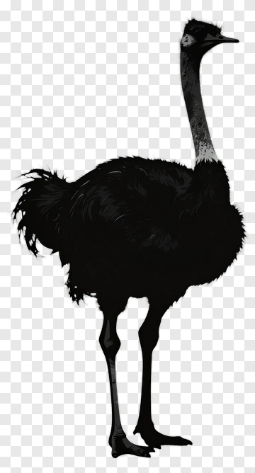 Black Ostrich Standing PNG