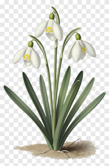 Snowdrop Flower With Green Leaves PNG