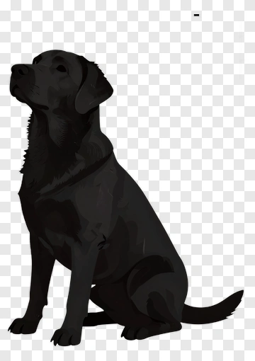 Black Labrador Sitting PNG