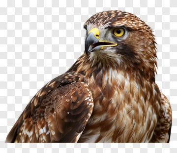 Realistic Hawk Portrait PNG