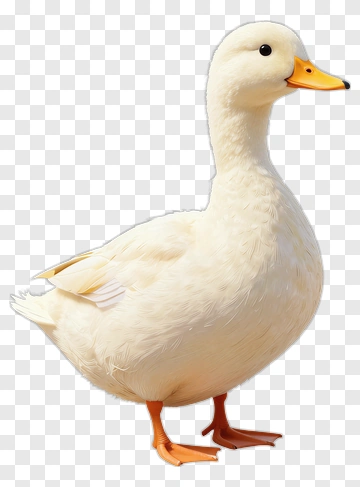 White Duck Standing PNG