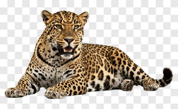 Leopard Lying On The Ground PNG