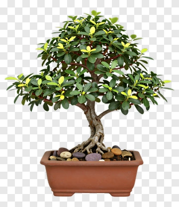 Bonsai Tree In A Pot PNG
