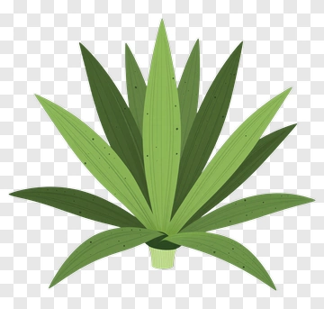Green Agave Plant PNG
