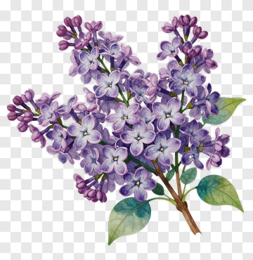 Watercolor Lilac Bouquet PNG