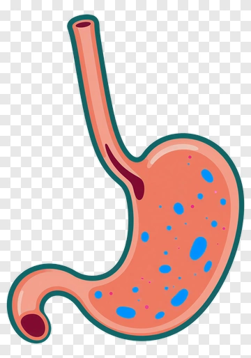Cartoon Stomach With Colorful Spots PNG