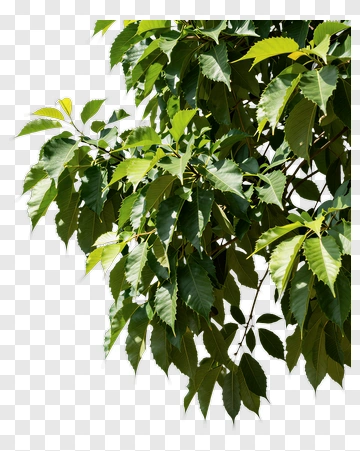 Green Leaves On A Tree PNG