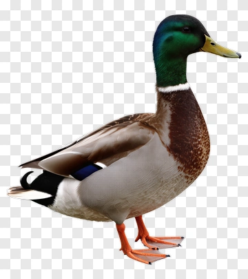 Mallard Duck Standing PNG