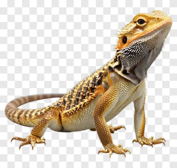 Bearded Dragon Lizard PNG