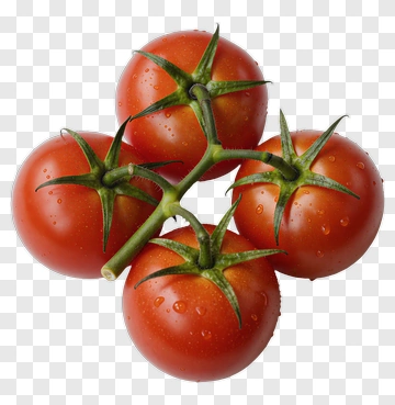 Fresh Red Tomatoes On A Vine PNG