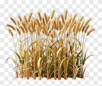 Wheat Field PNG
