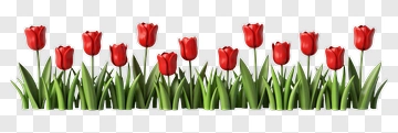 Red Tulips In Green Grass PNG