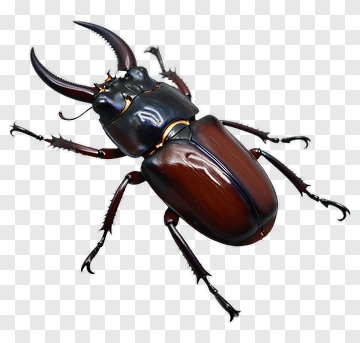 Detailed Beetle With Antennae And Legs PNG