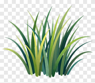 Green Grass PNG