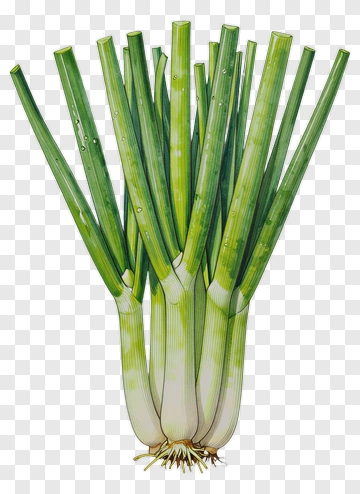 Fresh Green Onions Bunch PNG