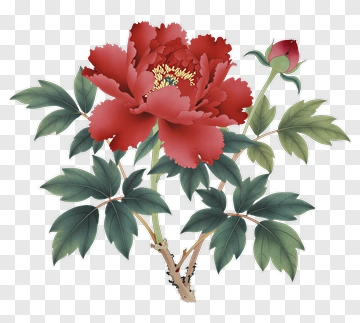 Red Peony Flower With Green Leaves PNG