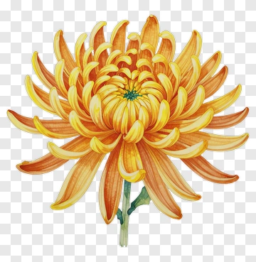 Colorful Chrysanthemum Flower PNG