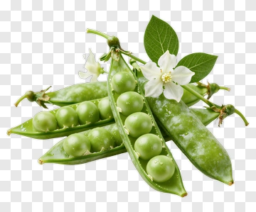 Fresh Green Peas With Flower And Leaves PNG