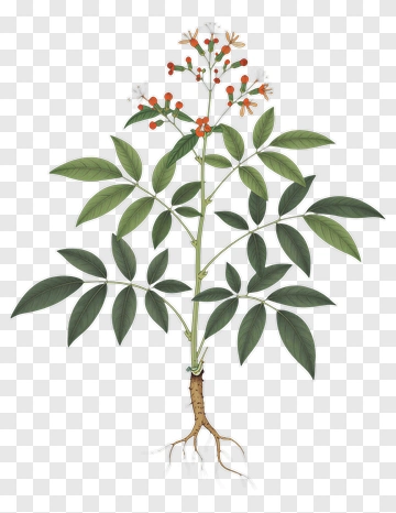 Illustration Of A Plant With Flowers And Berries PNG
