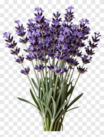 Lavender Bouquet PNG