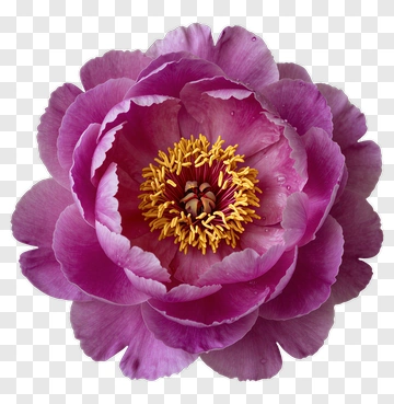 Pink Peony Flower PNG