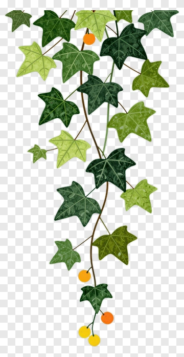 Ivy Vine With Yellow Berries PNG