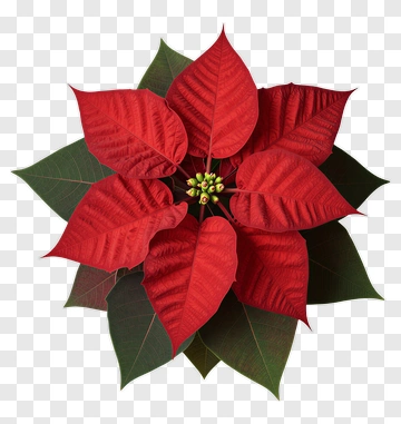 Red Poinsettia Flower PNG