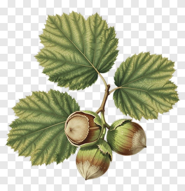 Hazelnut Branch With Leaves PNG