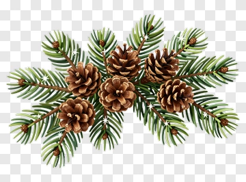Pine Cones And Green Pine Branches PNG