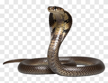Cobra Snake PNG