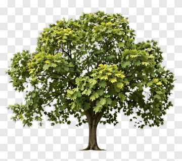 Green Tree PNG