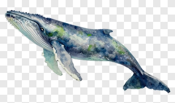 Watercolor Humpback Whale PNG