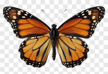 Monarch Butterfly PNG
