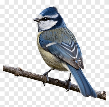 Blue Tit Bird Perched On A Branch PNG
