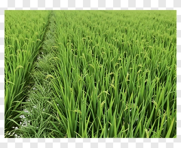 Rice Field With Green Crops PNG