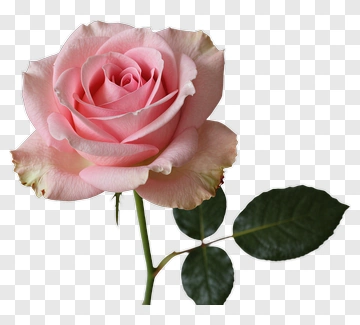 Pink Rose PNG