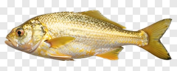 Golden Fish PNG