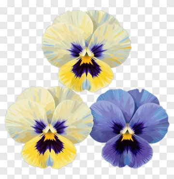 Colorful Pansy Flowers PNG