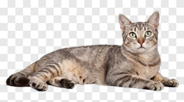 Gray Tabby Cat PNG