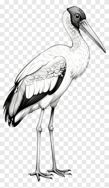 Illustration Of A Stork PNG