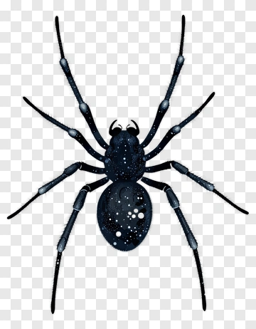 Black Spider With Starry Texture PNG