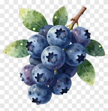 Watercolor Blueberries With Leaves PNG