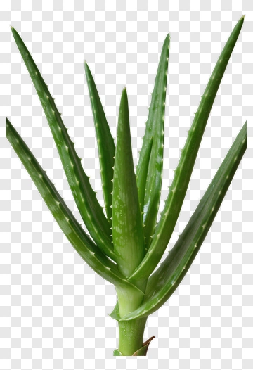 Aloe Vera Plant PNG