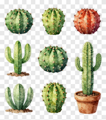 Colorful Cacti Collection PNG