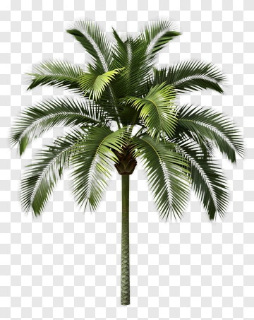 Realistic Palm Tree PNG